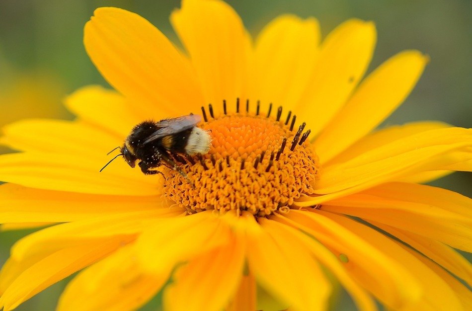 pollination of a large orange flower close-up