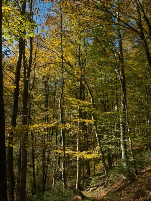 path through the autumn forest