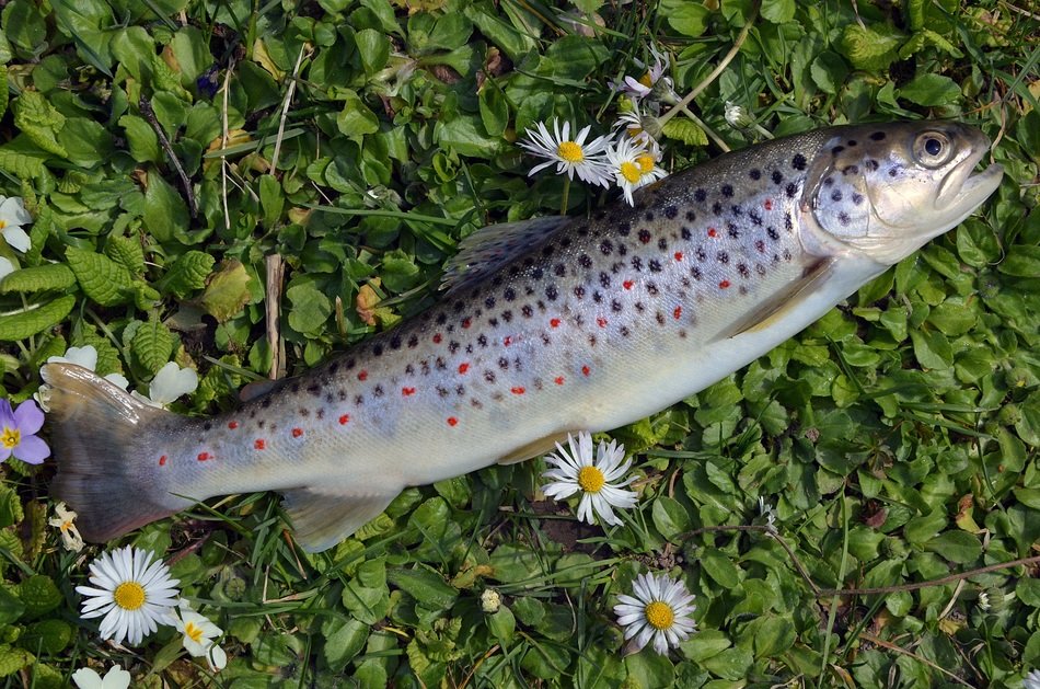 wonderful fish