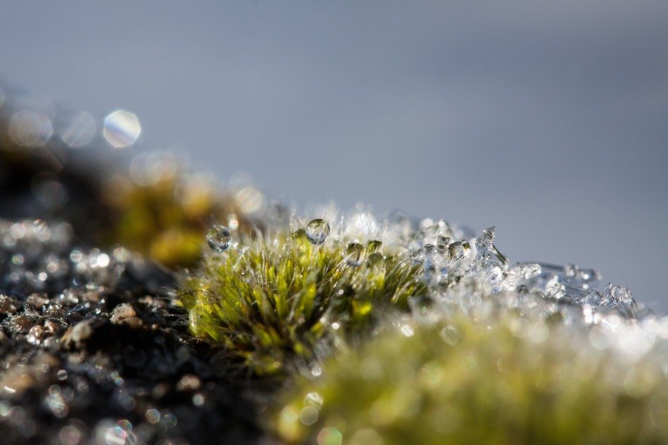 ice crystals on the moss