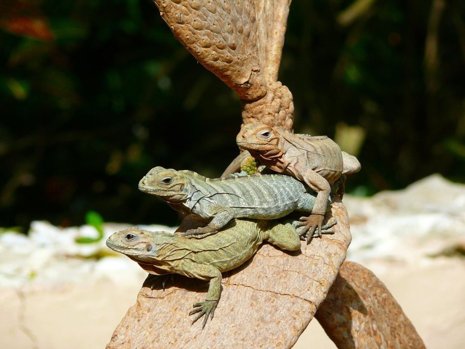 stack of iguanas close-up on a blurred background