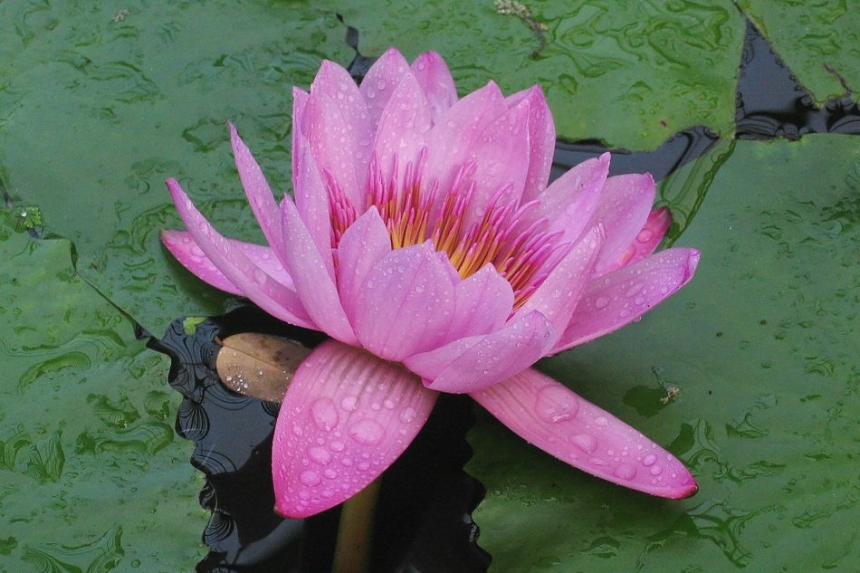 pink water lily under the rain