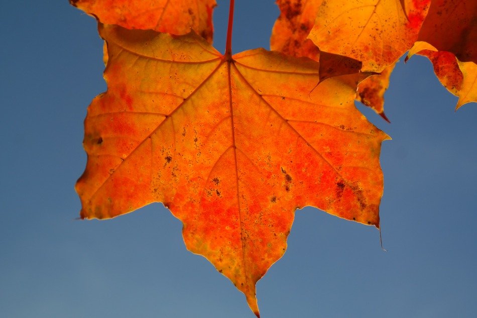maple leaf on autumn sky