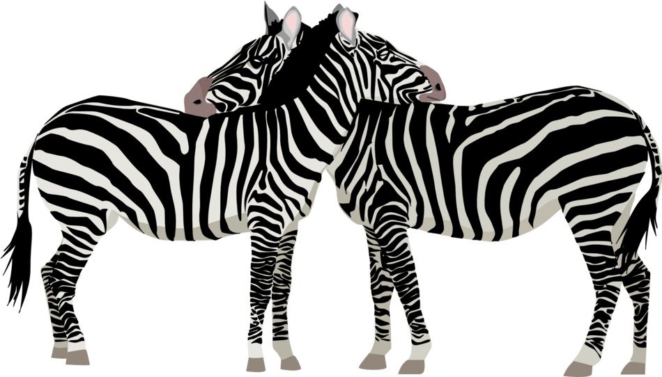 Black and white beautiful drawing of the zebras clipart