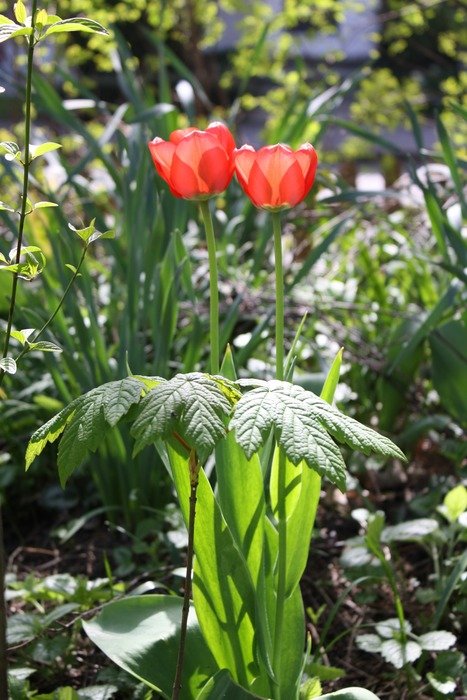 two tulips in the garden
