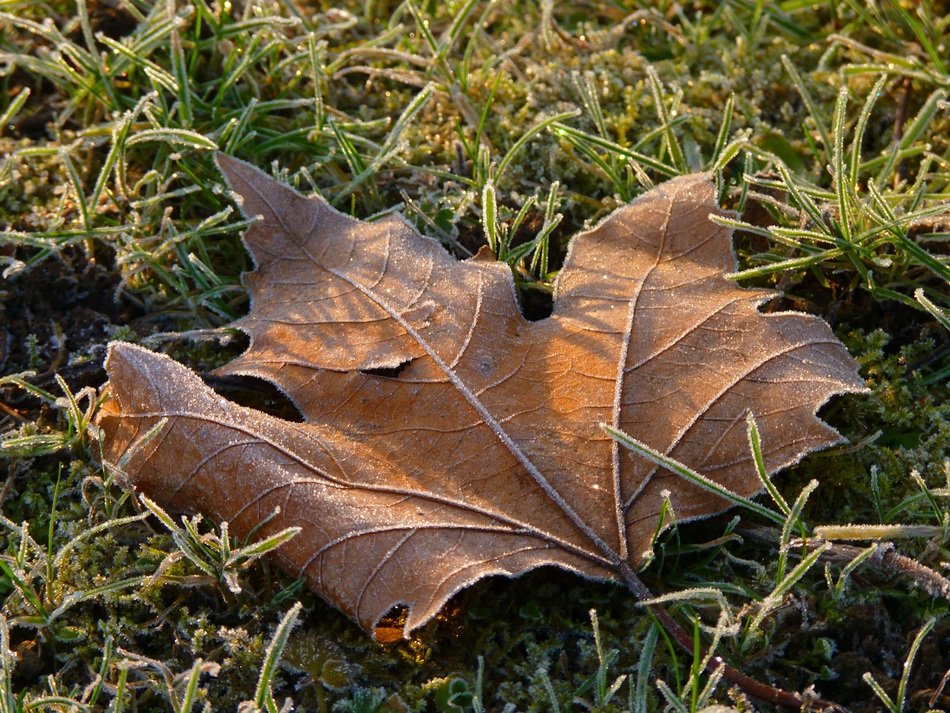 dried leaf fell on the ground