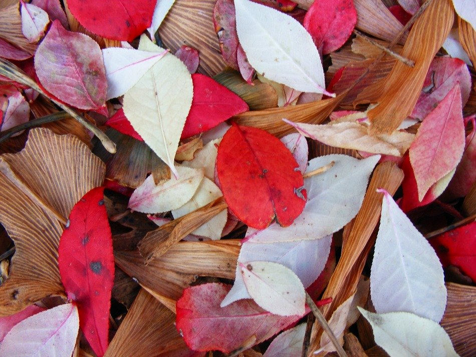 very beautiful red leaves close-up