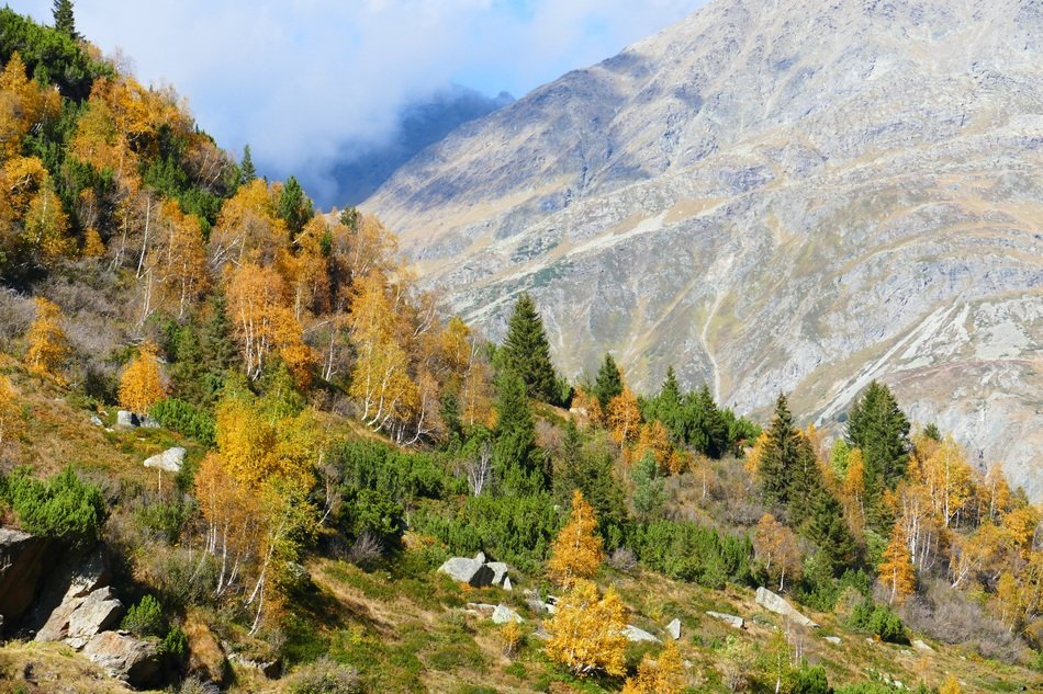 colored trees in mountains in autumn