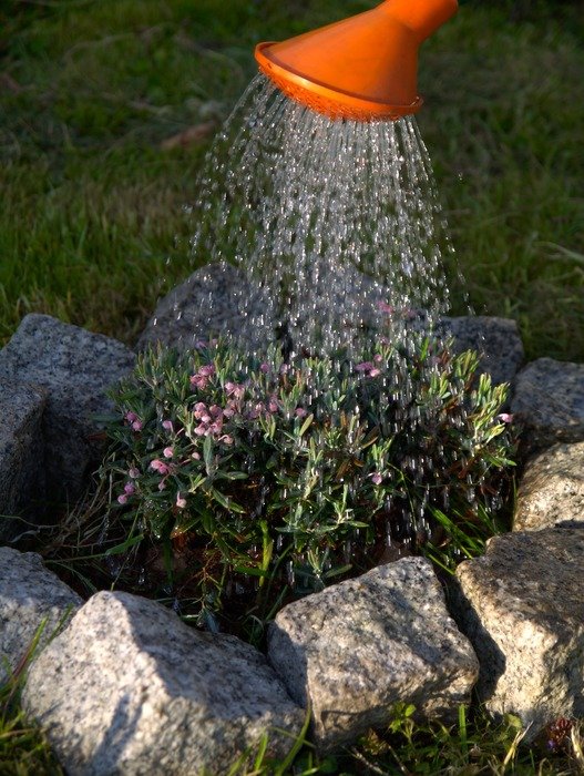 Watering of the bush among the stones