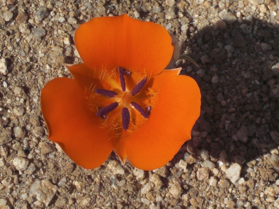 orange flower in the Mojave desert close-up