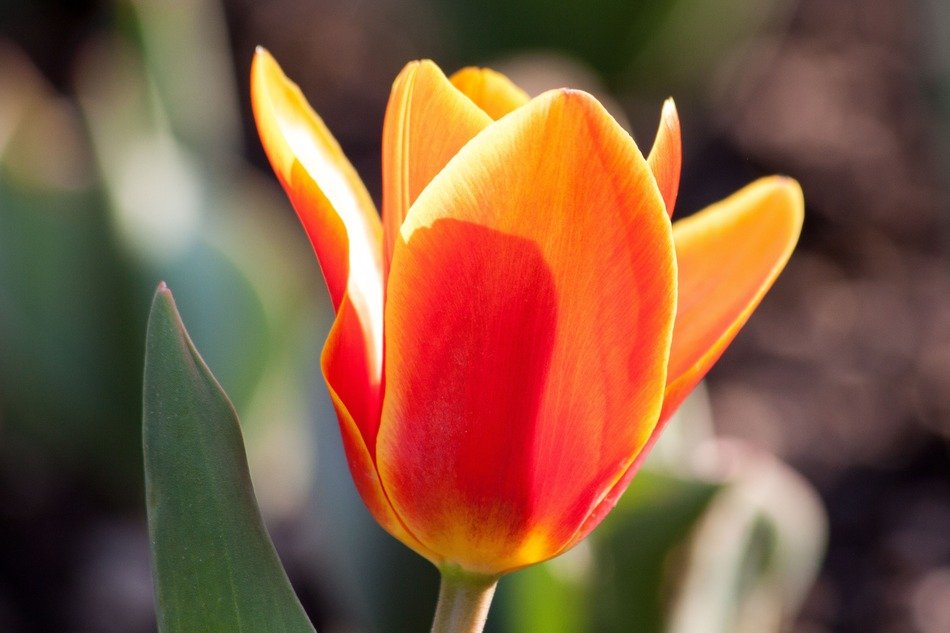 Bright tulip in the sunlight close-up on blurred background