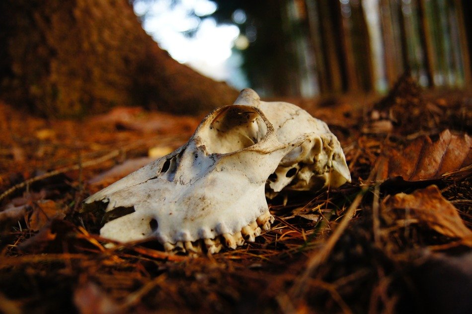 skull bone of dead wild deer