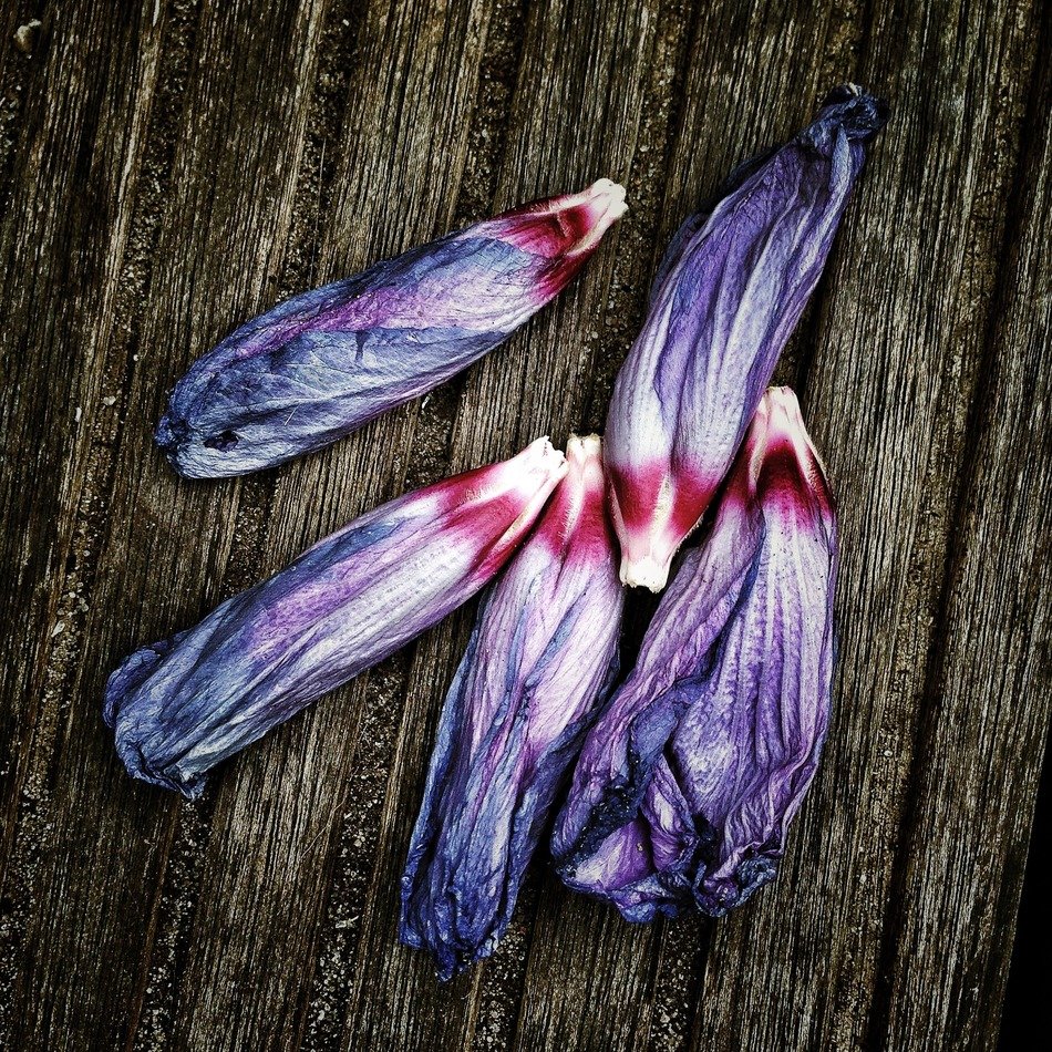 Beautiful colorful flowers on the wood