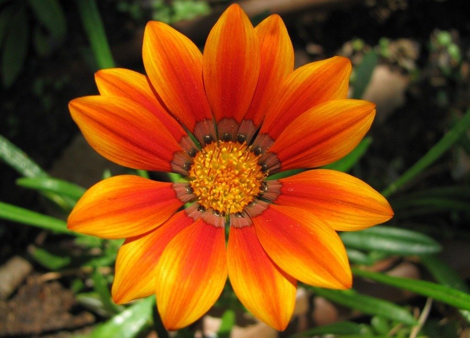 orange flower on the field