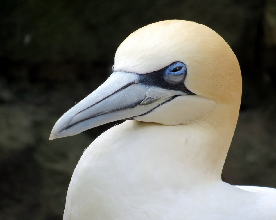 portrait of the gannet bird