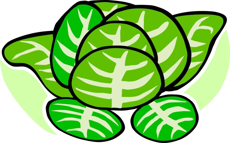 Graphics in the form of cabbage with huge leaves