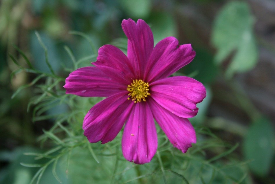 macro photo of pink canavan flower