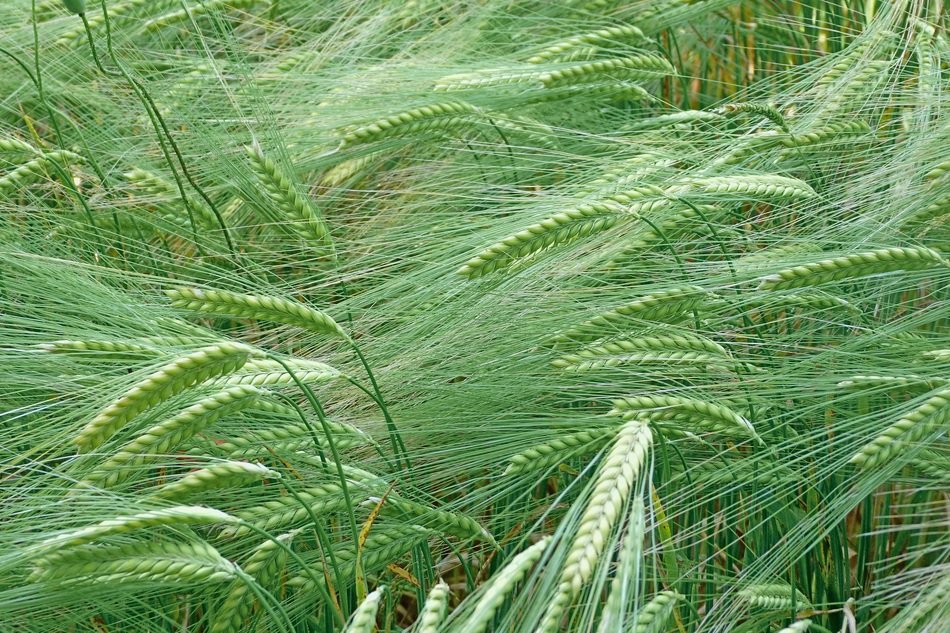 green cereal plants