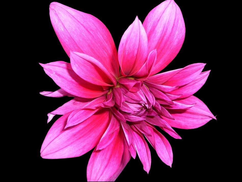 pink chrysanthemum on black background