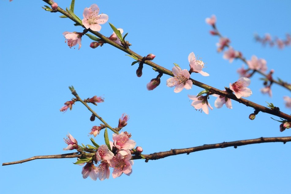 spring flowers on a branch