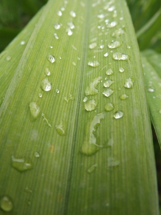 Dew on the foliage