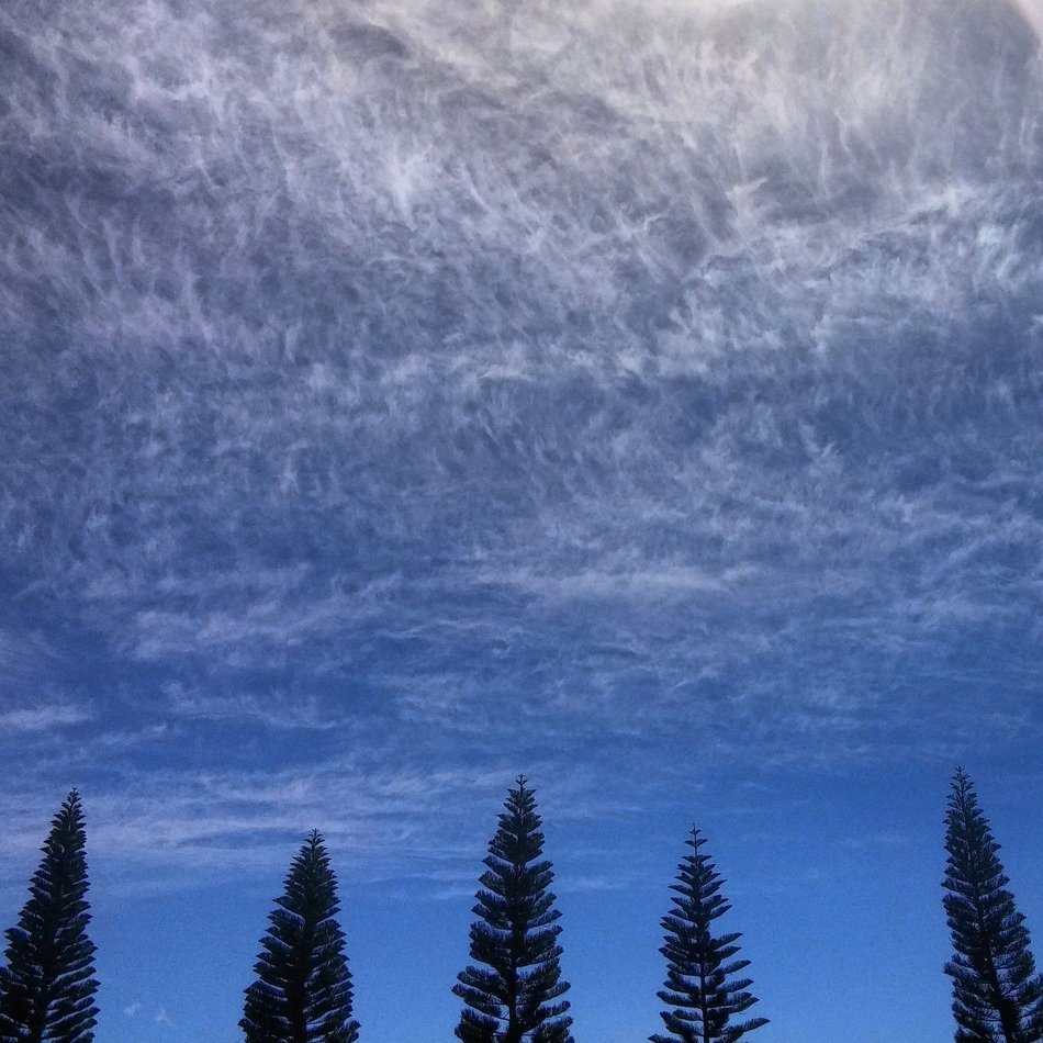 trees nature landscape sky cloud