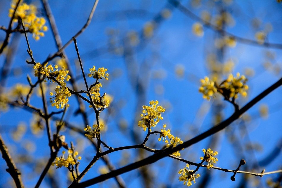 spring tree branches against a blue sky