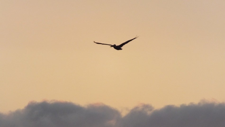 pelican high above the clouds