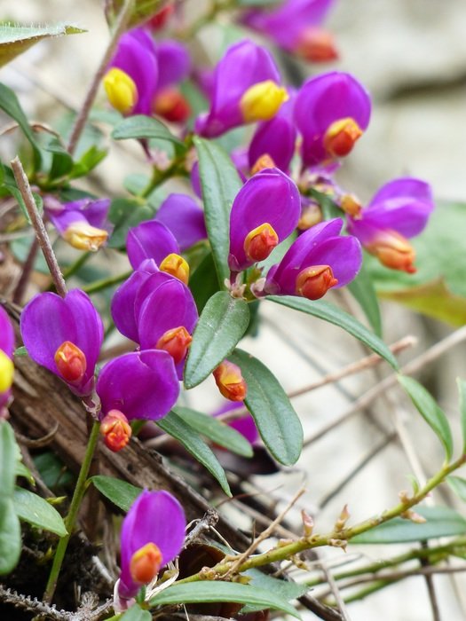 Beautiful and colorful Polygala Chamaebuxus flowers