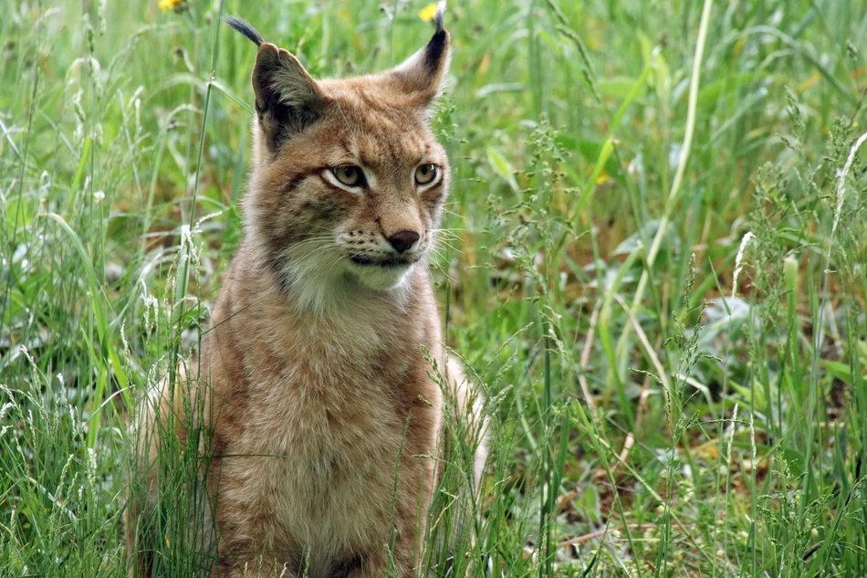 trot cat in green grass