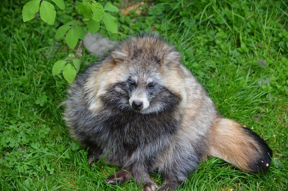 very beautiful raccoon animal