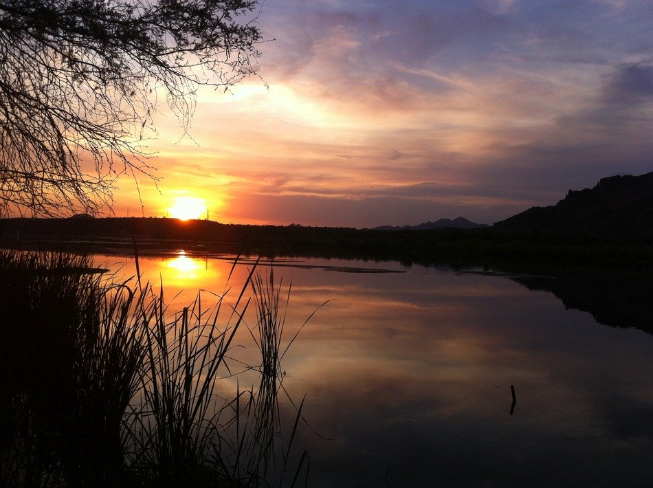 silhouettes of trees and grass on the shore of the lake on the background of a bright sunset