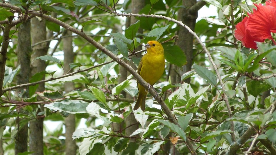 yellow small bird in the forest