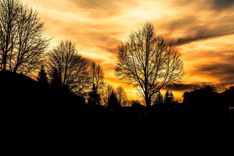 orange sunrise tress outlines landscape