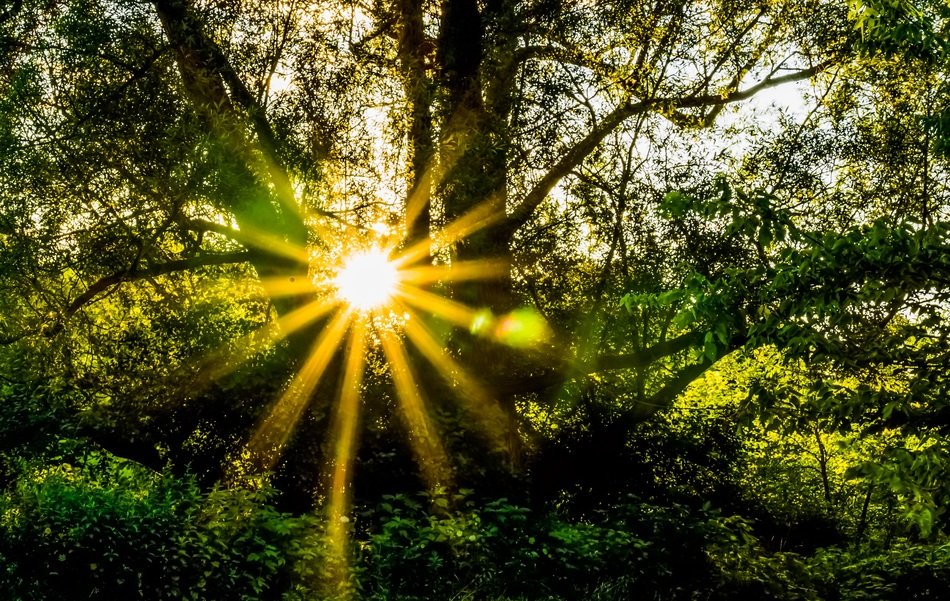 landscape of the forest at sunlight