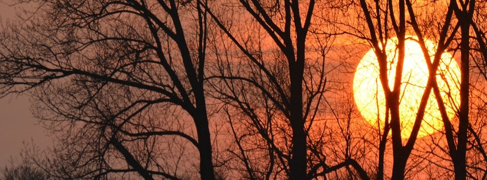 fiery sun silhouettes of trees sunset