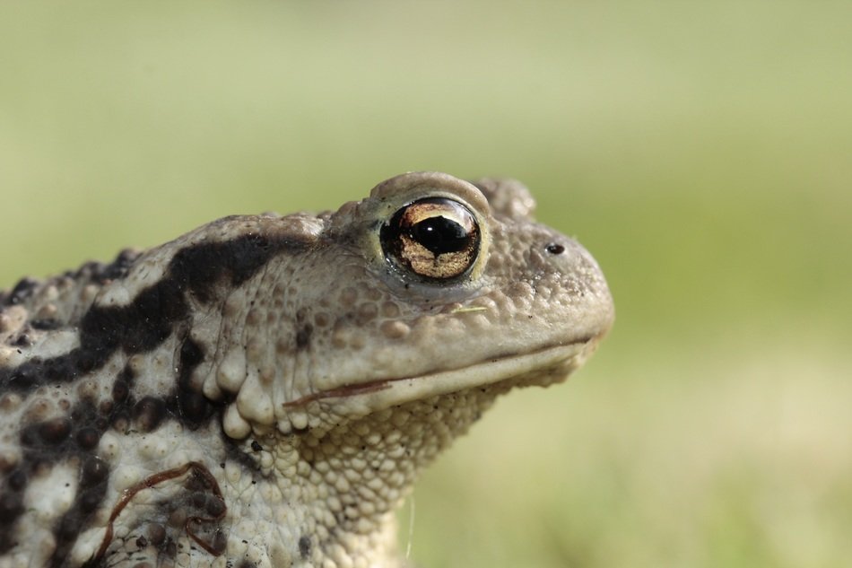 Toad with bulging eyes closeup