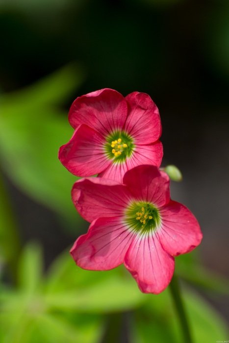 Pink flowers in the summer in Netherlands on a blurred background