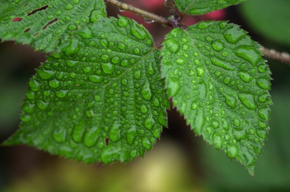 green leafs with water drops