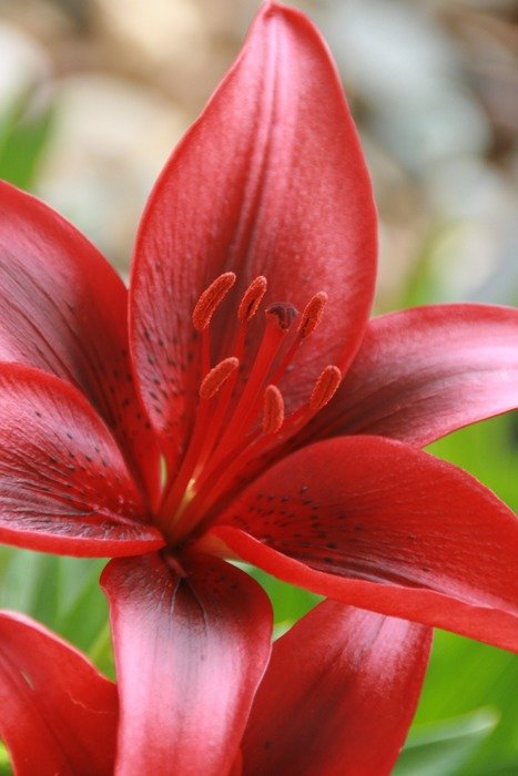 Close-up of the beautiful bright red and white tiger lily