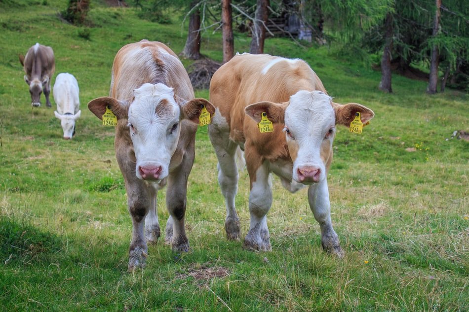 cows in a meadow near the forest