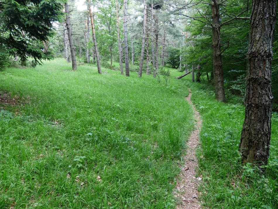 narrow path in the green forest