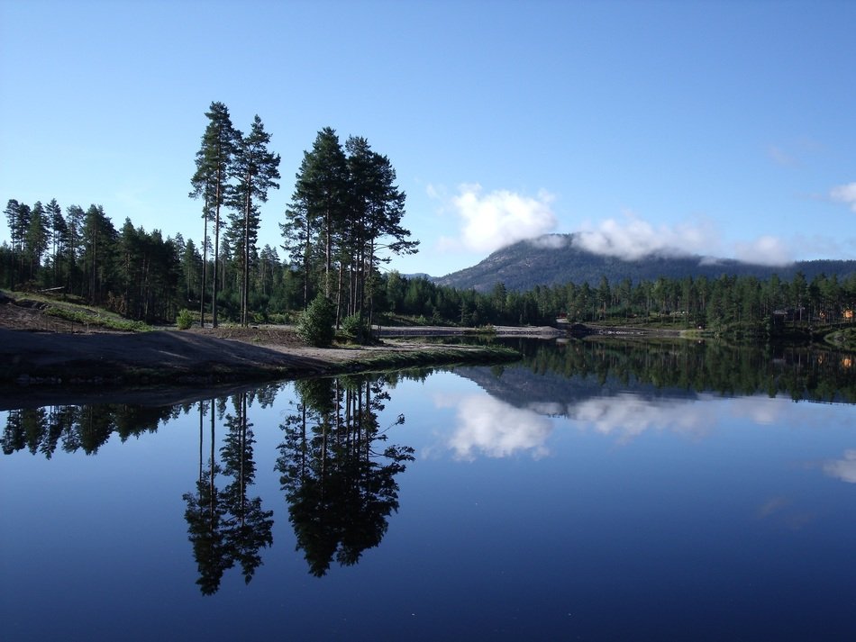 Trees by the lake in Norway