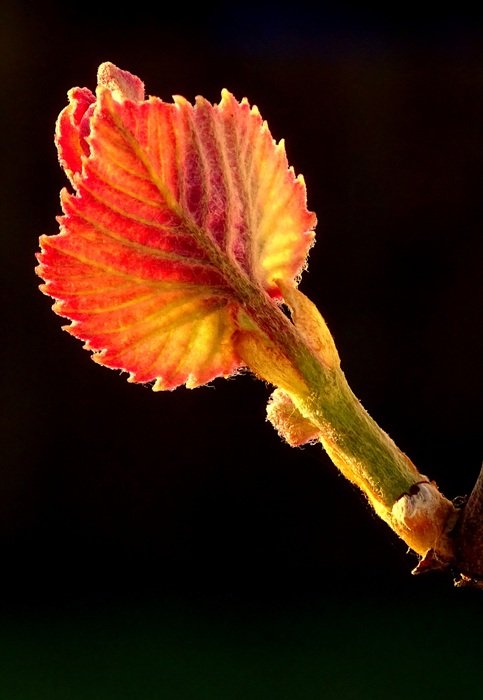 picture of the grapevine's leaf