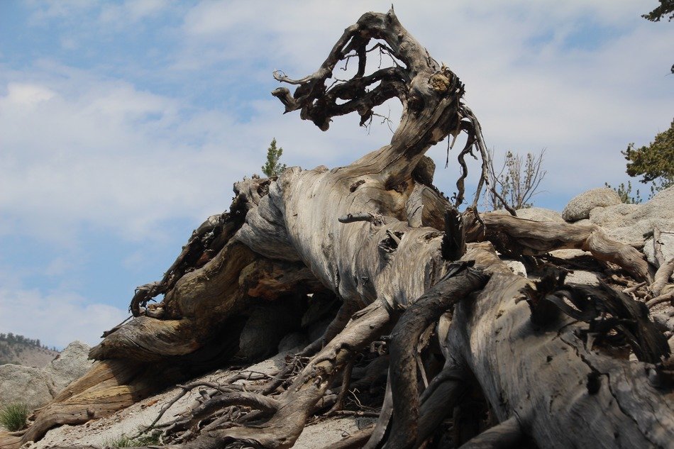 twisted wood mountain t