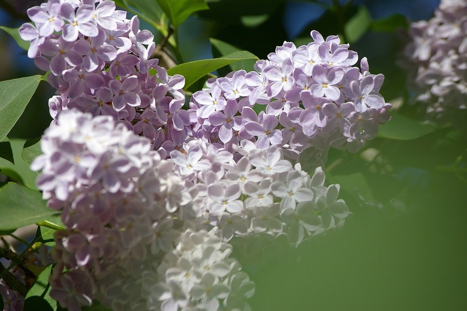 flowers lilac in the mist