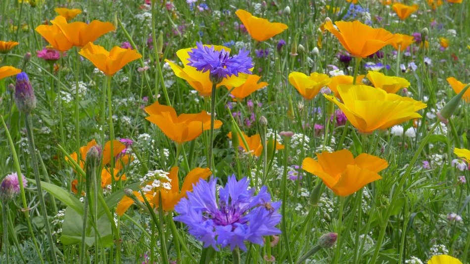 Picture of colorful flower meadow