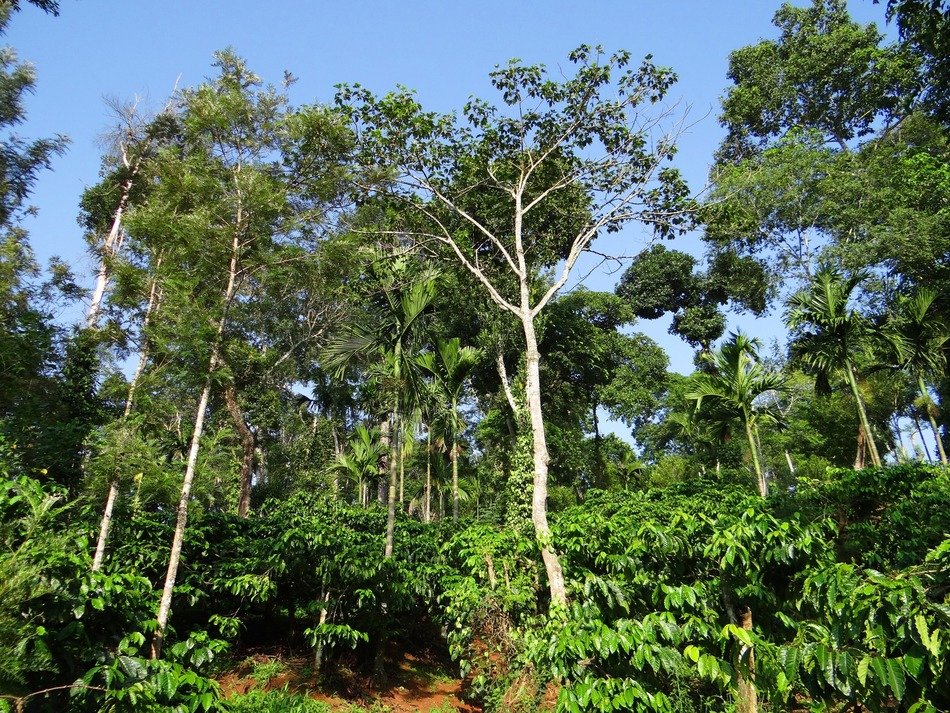 terrain with shady trees