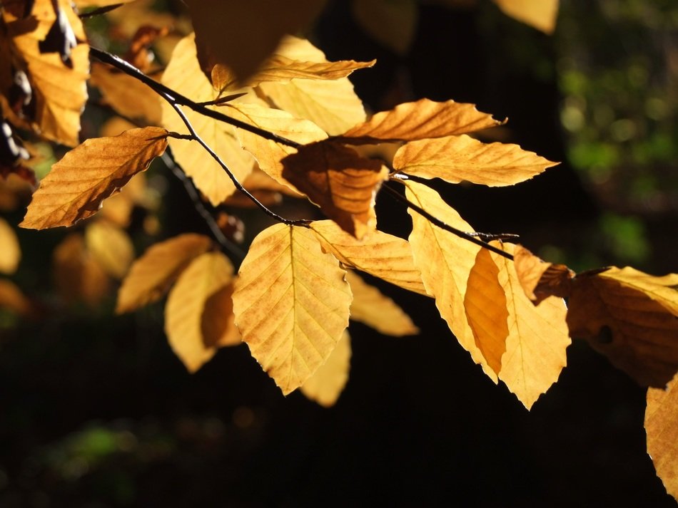 gold trees nature