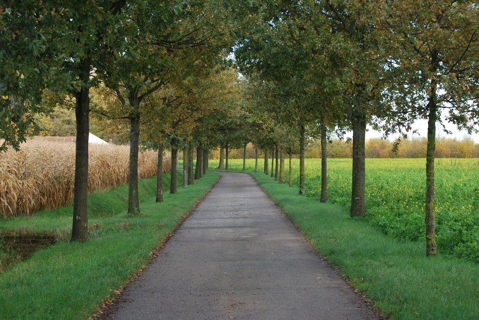 alley between the trees near the field